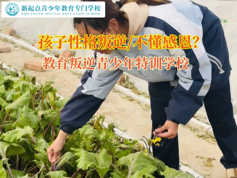 教育叛逆青少年特訓學校淺談孩子不懂感恩的原因